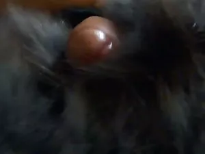 دمية القمصان الزرقاء ...